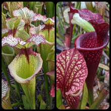 Load image into Gallery viewer, Sarracenia &#39;Leah Wilkerson&#39; x &quot;super heavy veins&quot; Seeds-Flytrap King