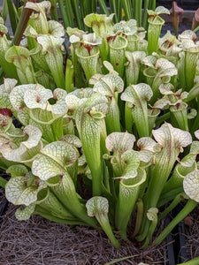 Sarracenia 'Leah Wilkerson' x umlauftiana select clone  pitcher plant