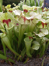 Load image into Gallery viewer, Sarracenia &#39;Leah Wilkerson&#39; x umlauftiana select clone pitcher plant-Flytrap King