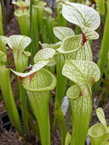 Sarracenia 'Leah Wilkerson' x umlauftiana select clone pitcher plant-Flytrap King