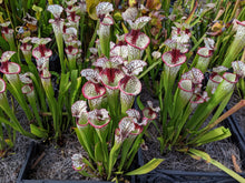 Load image into Gallery viewer, Sarracenia &#39;Lunchbox&#39; Pitcher Plant-Flytrap King