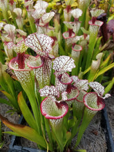 Load image into Gallery viewer, Sarracenia &#39;Lunchbox&#39; Pitcher Plant-Flytrap King