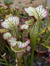 Load image into Gallery viewer, Sarracenia &quot;Lynda Butt&quot; pitcher plant-Flytrap King