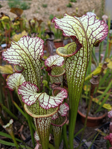 Sarracenia "Lynda Butt" pitcher plant-Flytrap King