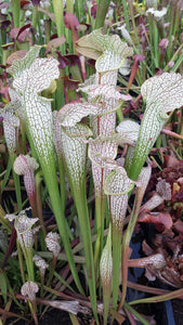 Sarracenia Parrot x Gulf sweet x White top pitcher plant-Flytrap King