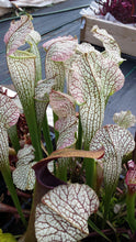 Load image into Gallery viewer, Sarracenia Parrot x Gulf sweet x White top pitcher plant-Flytrap King