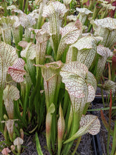 Load image into Gallery viewer, Sarracenia Parrot x Gulf sweet x White top pitcher plant-Flytrap King