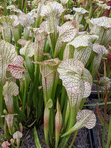 Sarracenia Parrot x Gulf sweet x White top pitcher plant-Flytrap King