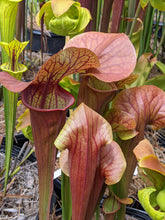 Load image into Gallery viewer, Sarracenia &quot;Pride&quot; pitcher plant