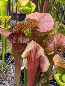 Sarracenia "Pride" pitcher plant