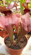 Load image into Gallery viewer, Sarracenia Redman pitcher plant-Flytrap King