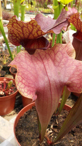 Sarracenia Redman pitcher plant-Flytrap King