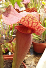 Load image into Gallery viewer, Sarracenia Redman pitcher plant-Flytrap King