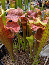 Load image into Gallery viewer, Sarracenia &#39;Reptilian Rose&#39; pitcher plant