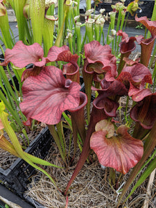 Sarracenia 'Reptilian Rose' pitcher plant
