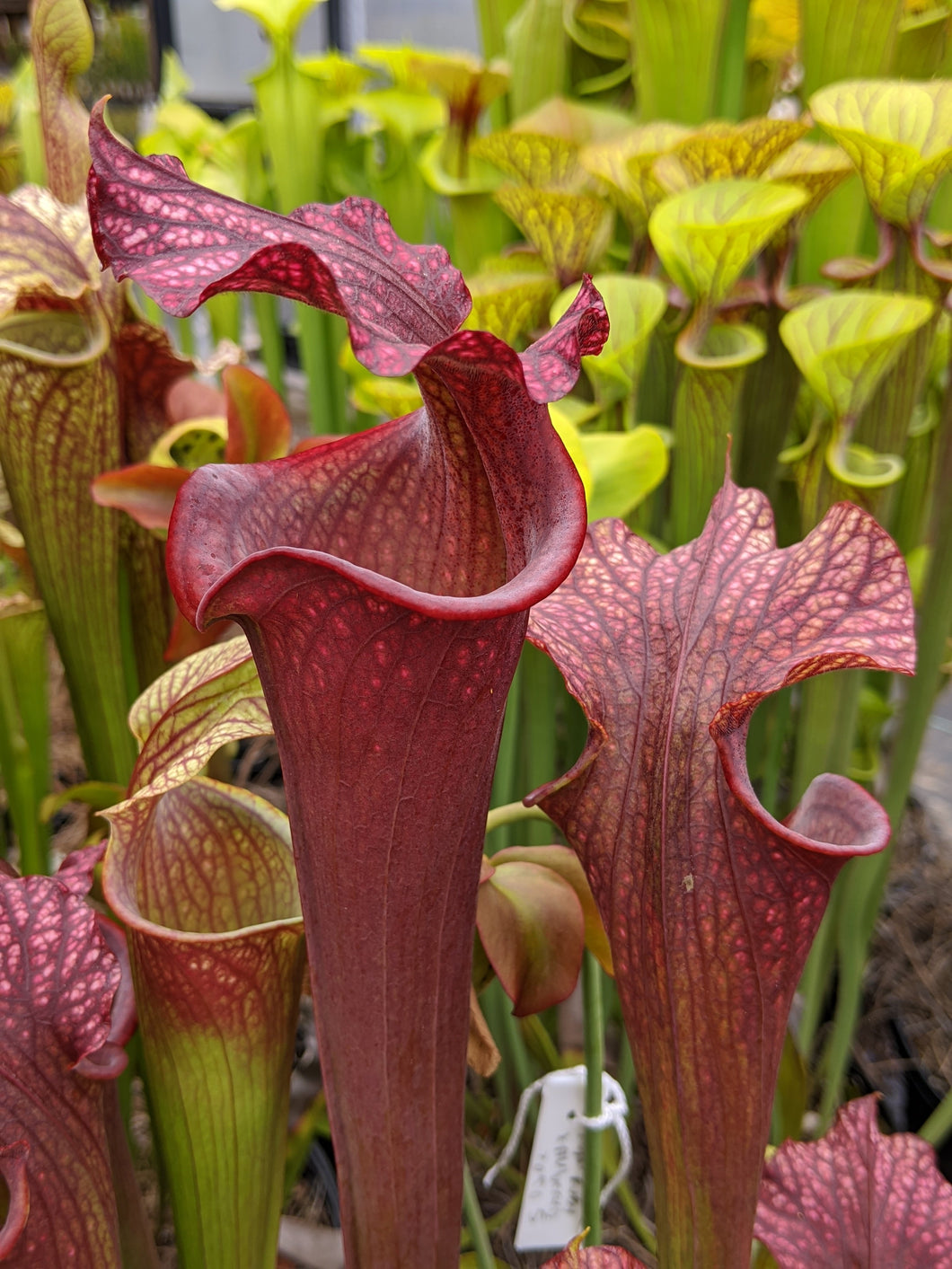 Sarracenia 'Royal Ruby' pitcher plant-Flytrap King
