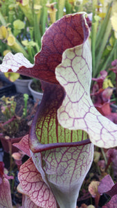 Sarracenia 'Simone' pitcher plant-Flytrap King