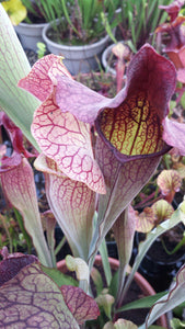 Sarracenia 'Simone' pitcher plant-Flytrap King
