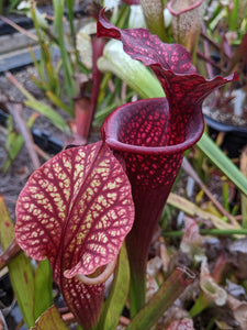 Sarracenia 'Super Heavy Veins' pitcher plant-Flytrap King