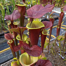 Load image into Gallery viewer, Sarracenia &#39;Waccamaw&#39; x Self Seeds-Flytrap King