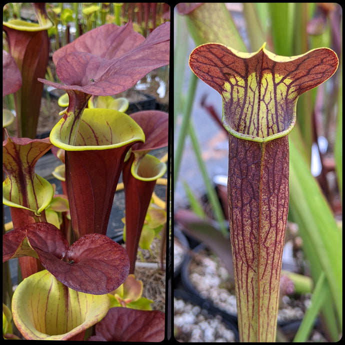 Sarracenia ‘Waccamaw’ x alata “Black Orgel’s Orchids” seeds-Flytrap King