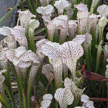 Load image into Gallery viewer, Sarracenia &quot;White Scorpion&quot; open pollinated seeds-Flytrap King