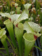 Load image into Gallery viewer, Sarracenia Wilkerson&#39;s White Knight Pitcher Plant-Flytrap King