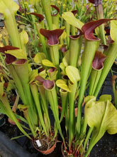 Load image into Gallery viewer, Sarracenia alata - &quot;Maroon Throat&quot; Pale Pitcher Plant-Flytrap King