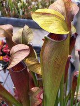 Load image into Gallery viewer, Sarracenia alata &quot;night&quot; pitcher plant-Flytrap King