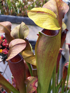 Sarracenia alata "night" pitcher plant-Flytrap King