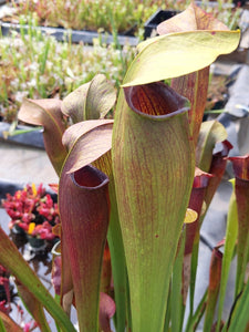 Sarracenia alata "night" pitcher plant-Flytrap King