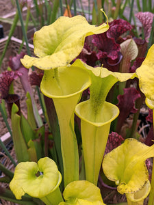 Sarracenia flava "All green NC N 8077" pitcher plant