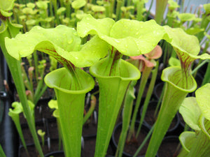 Sarracenia flava "Carolina Trumpet" Pitcher Plant-Flytrap King