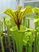 Load image into Gallery viewer, Sarracenia flava &quot;Carolina Trumpet&quot; Pitcher Plant-Flytrap King