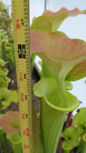 Sarracenia flava "Supermax" Pitcher Plant-Flytrap King