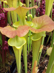 Sarracenia flava "Supermax" Pitcher Plant-Flytrap King