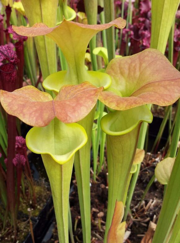 Sarracenia flava 