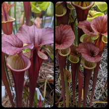 Load image into Gallery viewer, Seed mix #67 flava, alata and moorei.  Approximately 175 seeds!