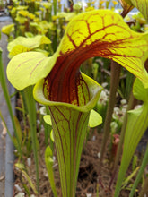 Load image into Gallery viewer, Sarracenia flava &quot;extreme throat&quot; pitcher plant-Flytrap King