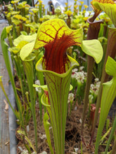 Load image into Gallery viewer, Sarracenia flava &quot;extreme throat&quot; pitcher plant-Flytrap King