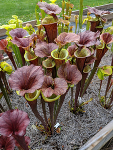 Sarracenia flava var. atropurpurea Trumpet Pitcher Plant - large division!-Flytrap King