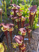 Load image into Gallery viewer, Sarracenia flava var. atropurpurea &#39;Waccamaw&#39; - pitcher plant-Flytrap King