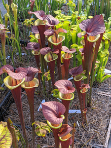 Sarracenia flava var. atropurpurea 'Waccamaw' - pitcher plant-Flytrap King