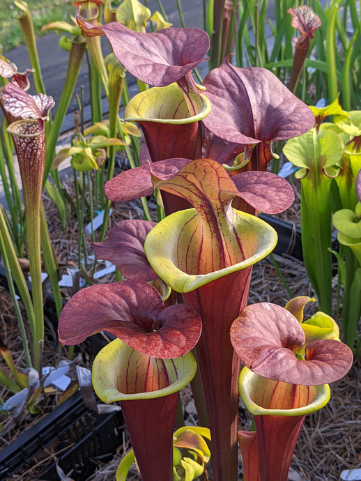 Sarracenia flava var. atropurpurea 'Waccamaw' - pitcher plant-Flytrap King