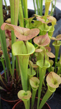 Load image into Gallery viewer, Sarracenia flava var. cuprea - &quot;Copper Top&quot; Trumpet Pitcher-Flytrap King