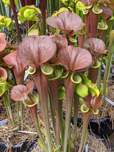 Sarracenia flava var. cuprea "MBRS" pitcher plant