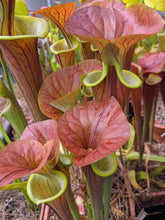Load image into Gallery viewer, Sarracenia flava var. cuprea &quot;MBRS&quot; pitcher plant-Flytrap King