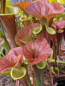Sarracenia flava var. cuprea "MBRS" pitcher plant-Flytrap King