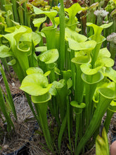 Load image into Gallery viewer, Seed mix #64 Flava Mega Mix.  Approximately 175 seeds!