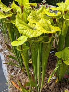 Sarracenia flava var. ornata pitcher plant